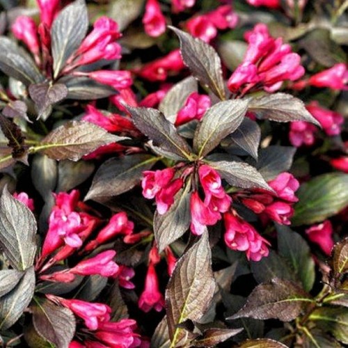 Weigela florida 'Tango' - Kaunis veigela 'Tango' C5/5L Weigela florida 'Tango' - Kaunis veigela 'Tango' C5/5L